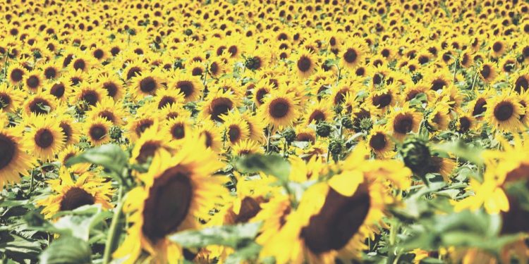 Ayçiçeğini kuraklık vurdu