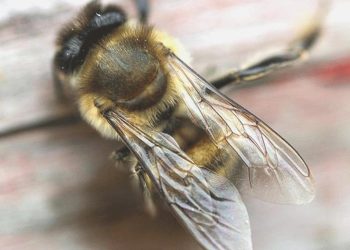 Aydın’da ‘arı sokması’ sebebiyle bir kişi hayatını kaybetti