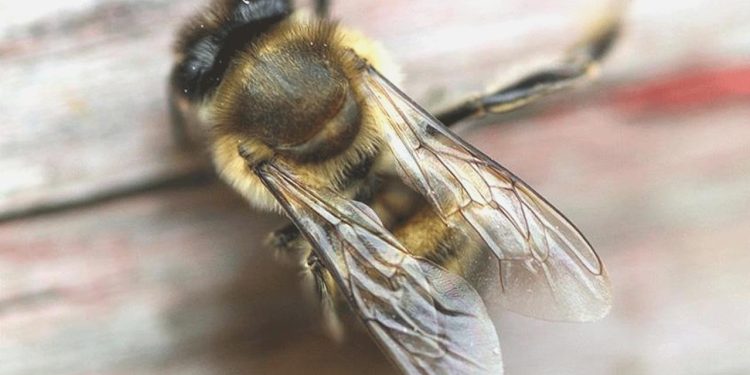 Aydın’da ‘arı sokması’ sebebiyle bir kişi hayatını kaybetti