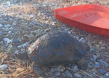 Bodrum’da makilik yangınında kurtarılan kaplumbağalar tedaviye alındı