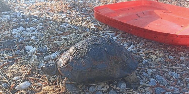 Bodrum’da makilik yangınında kurtarılan kaplumbağalar tedaviye alındı