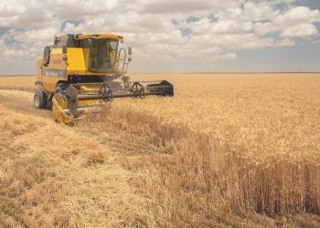 Buğday fiyatları geriledi; mısır ve soya arttı