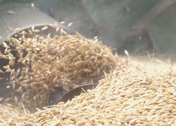 Buğday fiyatları yüzde 2’den fazla yükseldi