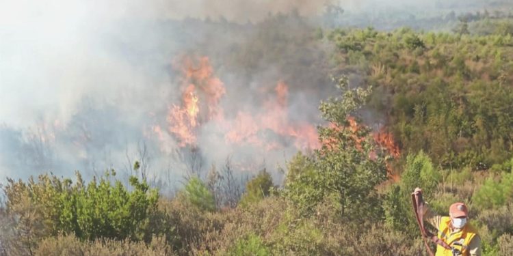 Çanakkale’de çıkan orman yangını denetim altına alındı