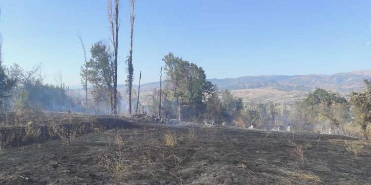 Çorum’da yaklaşık 100 dönümlük ceviz ve üzüm bahçesi yandı
