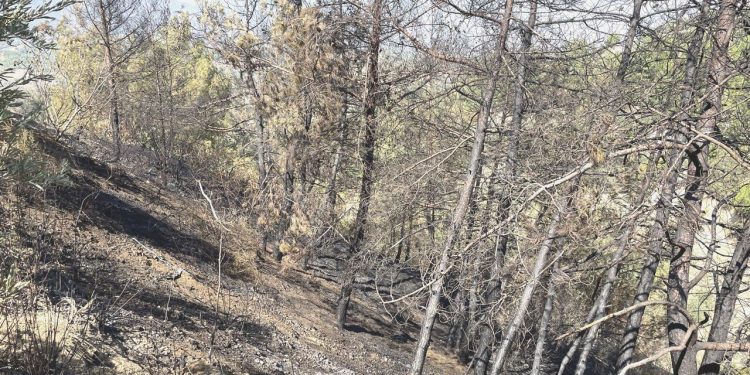 Hatay’daki orman yangınında üç tutuklama