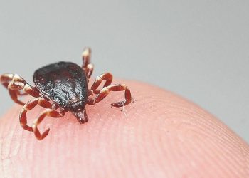 Kene yapışan 22 yaşındaki genç hayatını kaybetti