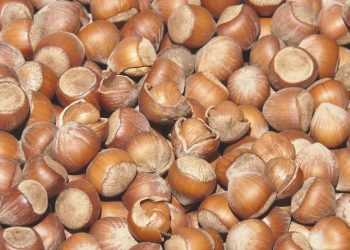 KFMİB Lideri Sabır’dan fındık üretiminde değişim vurgusu