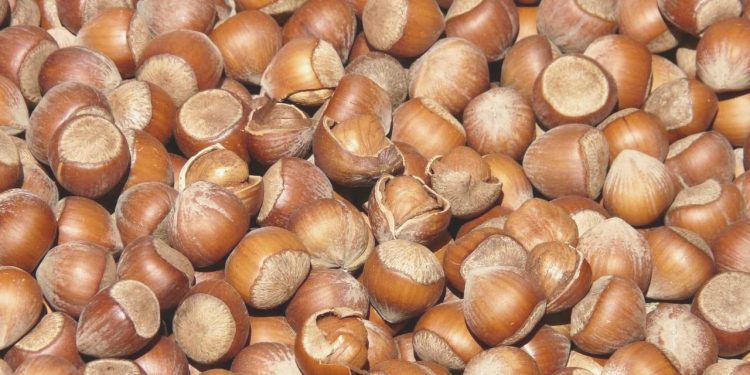 KFMİB Lideri Sabır’dan fındık üretiminde değişim vurgusu