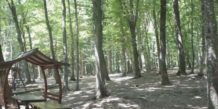 Kocaeli’de ormanlık alanlara girişler yasaklandı