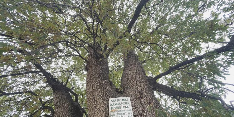 Nevşehir’de “anıt ağaç” çalışması tamamlandı