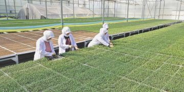 Tarım ve Orman Bakanlığı İstanbullu çiftçilere 4 milyon fide dağıttı