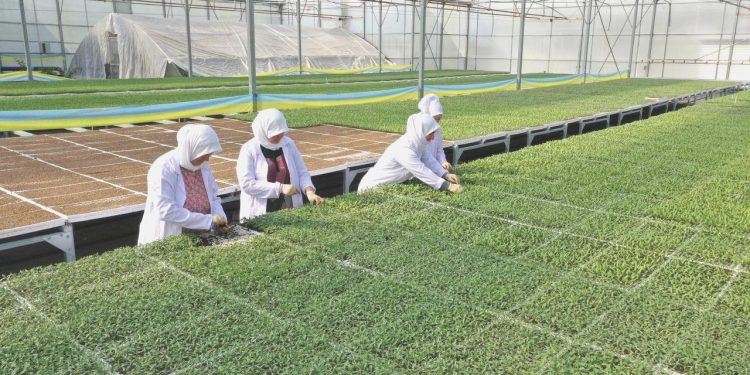 Tarım ve Orman Bakanlığı İstanbullu çiftçilere 4 milyon fide dağıttı