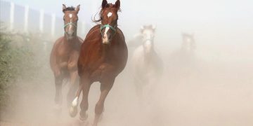 TİGEM 15 safkan Arap koşu tayı satacak