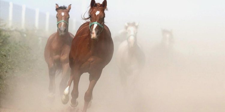 TİGEM 15 safkan Arap koşu tayı satacak