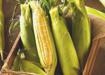 TMO mısır alım fiyatını açıkladı