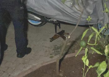 Adana’da üzerlerinde AK-47 piyade tüfeği bulunan iki şüpheliden biri yakalandı