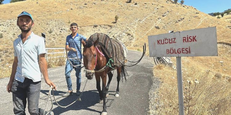 Adıyaman’da sahibini ısıran at kuduz çıktı; köy karantinada