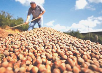 CHP’li Adıgüzel: Fındıkta taban fiyat 120 liraya çıkarılsın