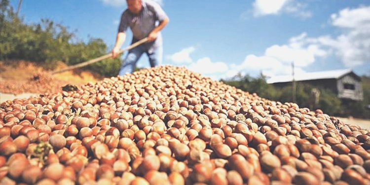 CHP’li Adıgüzel: Fındıkta taban fiyat 120 liraya çıkarılsın