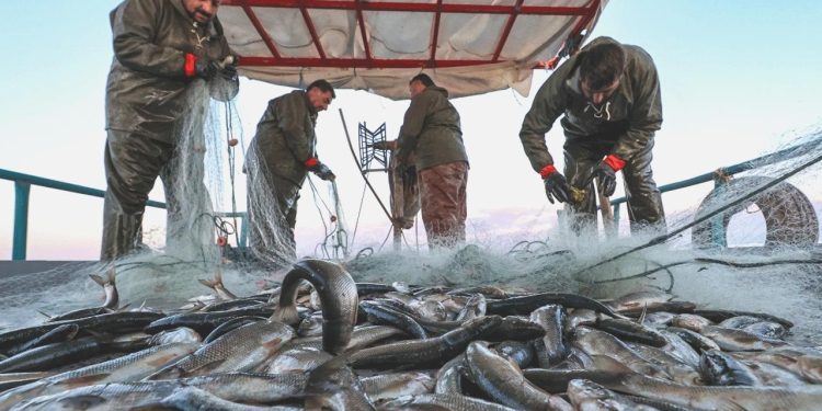 Global ısınma balık avcılığını olumsuz etkiliyor
