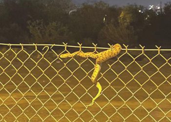 Hatay’da kuşağı tükenmeye yaklaşan boynuzlu engerek yılanı bulundu