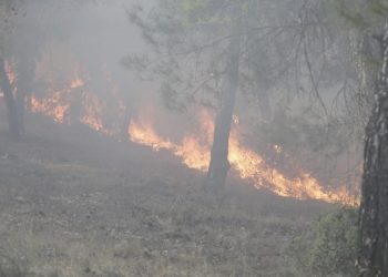 İzmir’de çıkan orman yangını denetim altına alındı