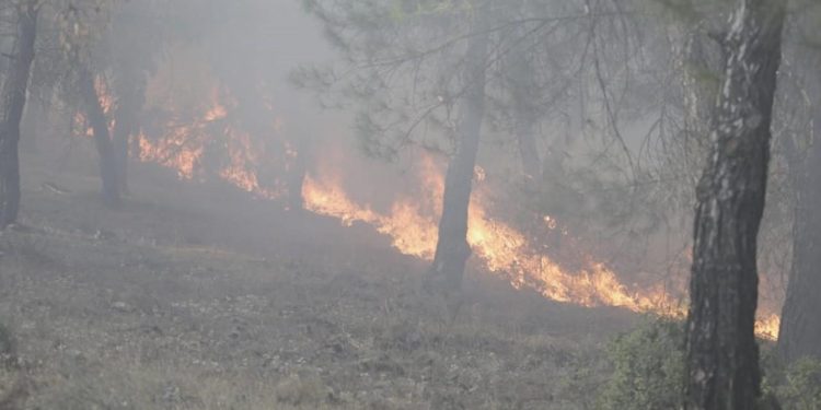 İzmir’de çıkan orman yangınına müdahale ediliyor