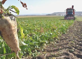 Pancar üreticilerine avans ödemeleri bugün yapılacak