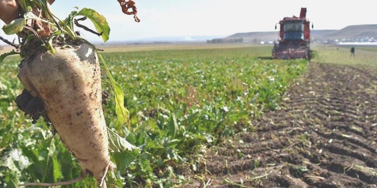 Pancar üreticilerine avans ödemeleri bugün yapılacak