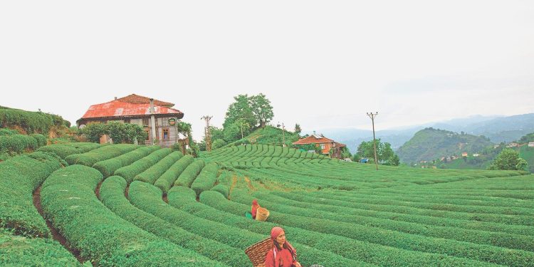 CHP’li Tahsin Ocak çay üreticileri için kanun teklifi verecek