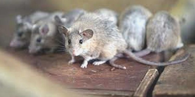 Esenyurt sokaklarını fare bastı