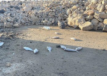 İskenderun’da toplu balık vefatları