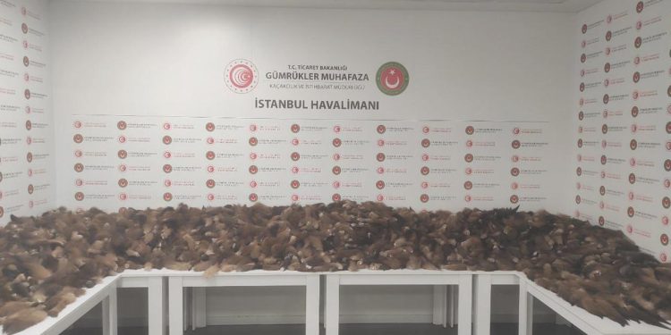 İstanbul Havalimanı’nda 10 bin 300 tilki kuyruğu ele geçirildi