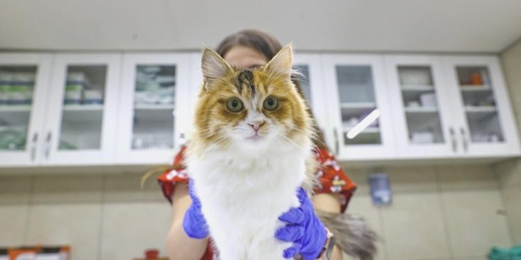 Kimliklendirilen mesken hayvanı sayısı 2 milyona yaklaştı