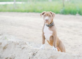 Pitbull’unu saldırtan şahsa 33 bin lira ceza