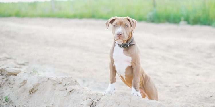 Pitbull’unu saldırtan şahsa 33 bin lira ceza