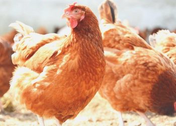 Tavuk eti üretimi ağustosta yıllık bazda yüzde 5,9 azaldı