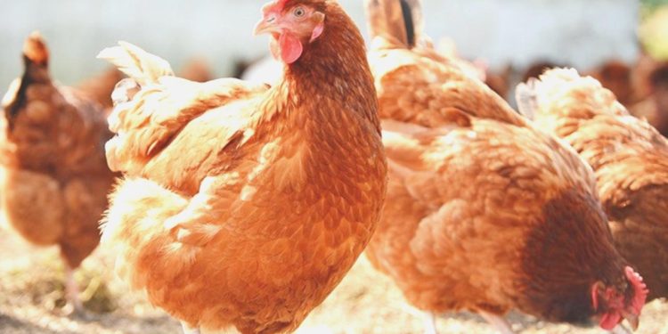 Tavuk eti üretimi ağustosta yıllık bazda yüzde 5,9 azaldı