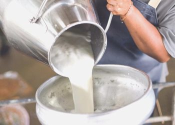 Toplanan inek sütü ölçüsü ağustosta yıllık bazda yüzde 3,1 arttı