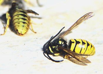 Yaban arılarındaki azalma kriz yaratabilir