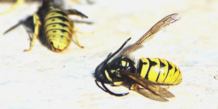 Yaban arılarındaki azalma kriz yaratabilir