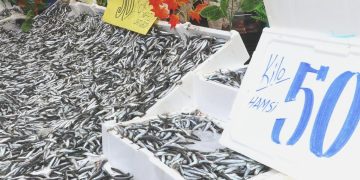 Balıkçı tezgahlarında hamsinin fiyatı düştü