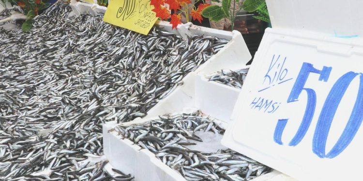 Balıkçı tezgahlarında hamsinin fiyatı düştü