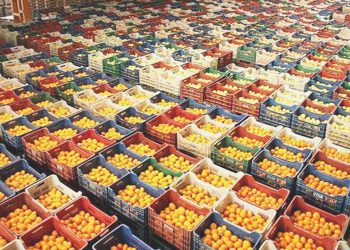 Rusya’ya narenciye ihracatında rekabet kızışıyor