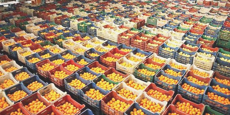 Rusya’ya narenciye ihracatında rekabet kızışıyor
