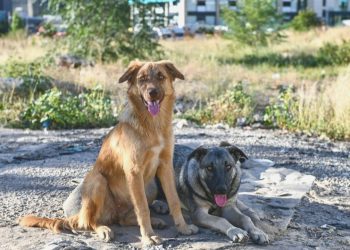 81 ile “kedi ve köpek köyü” önerisi