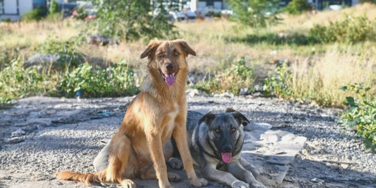 81 ile “kedi ve köpek köyü” önerisi