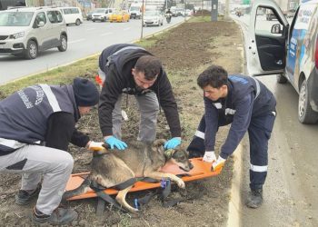 İstanbul’da başıboş köpekler insanlara saldırdı