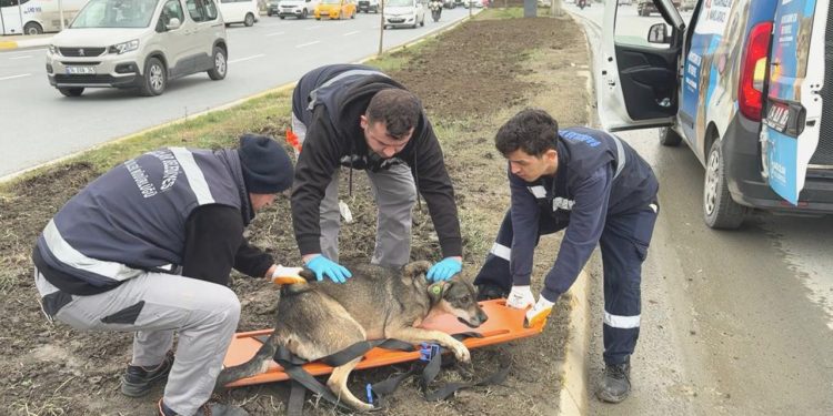 İstanbul’da başıboş köpekler insanlara saldırdı